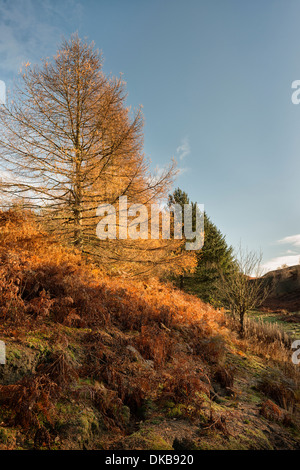 Pow Hill, Country Park, Foto Stock
