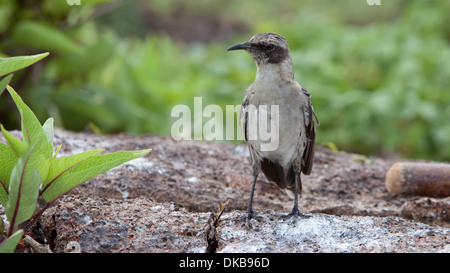 Le Galapagos Mockingbird [Nesomimus parvulus] animale Foto Stock