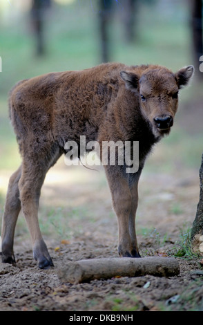 Wisent o europeo (bison Bison bonasus) Frankenhof Wildlife Park, Wisentkuh, Wisent oder Europaeischer (Bison Bison bonasus) Foto Stock