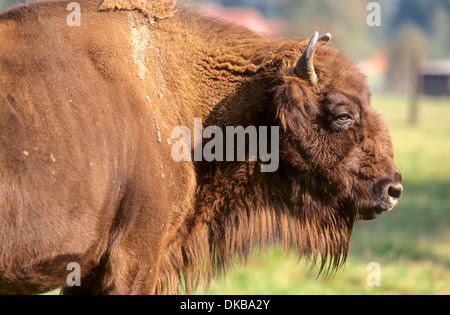 Wisent o europeo (bison Bison bonasus) Frankenhof Wildlife Park, Wisentkuh, Wisent oder Europaeischer (Bison Bison bonasus) Foto Stock