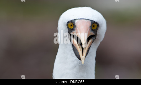 Nazca Booby Sula granti ritratto Foto Stock