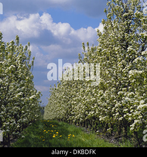 Apple Blossom in Kentish orchard a molla, Kent England Regno Unito Foto Stock