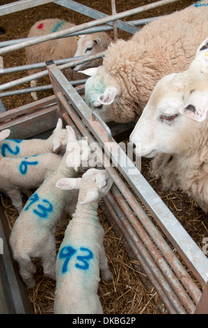 Le pecore e gli agnelli in penne, Wales, Regno Unito Foto Stock