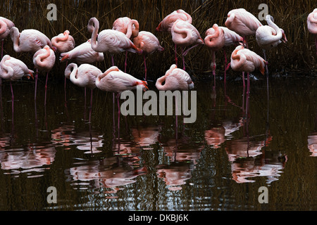 Appoggio gruppo Flamingo in acqua con la riflessione Foto Stock