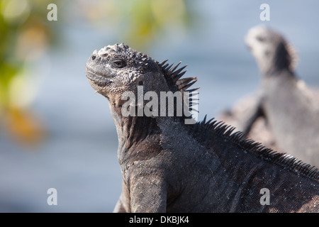 Iguana marina Amblyrhyncus christatus rettile Foto Stock