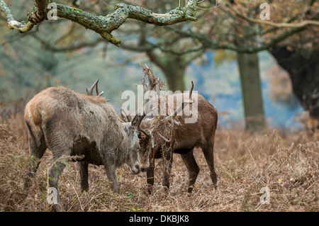 Il Parco di Richmond, Surrey, Regno Unito - Red Deer stags bloccare i palchi durante la routine, il tempo dell'anno quando i maschi competere per le femmine. Foto Stock