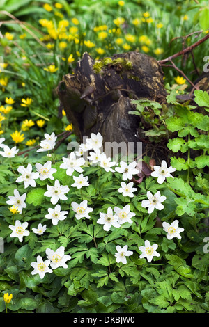 Ceppo di albero nella foresta con fioriture di Anemone legno en Lesser celandine fiori in primavera Foto Stock