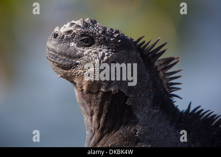 Iguana marina Amblyrhyncus christatus rettile Foto Stock