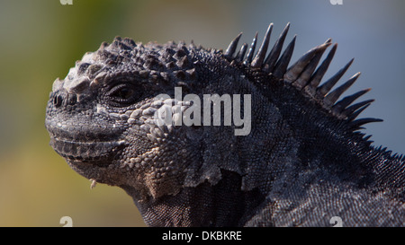 Iguana marina Amblyrhyncus christatus rettile Foto Stock