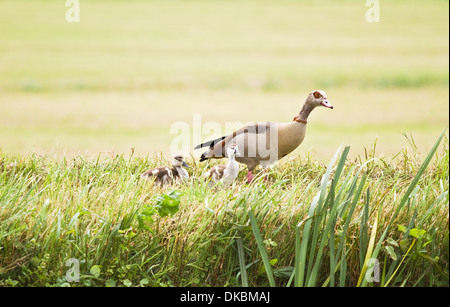 Oca egiziana con le ochette sul vago giorno in estate nel paese al waterside Foto Stock