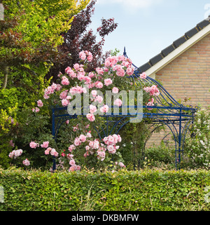 Le rose rosa in estate cresce su arbour, gazebo o pergolato in giardino Foto Stock