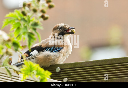 Giovani Eurasian Jay o Garrulus glandarius alimentando in giardino a mangiare rose-hip Foto Stock