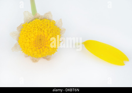 Daisy giallo - mi ama mi ama non Foto Stock