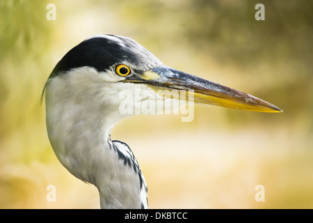 Airone cenerino in testa laterale ad angolo con vista appena inghiottito pesce e soleggiato autunno sfondo Foto Stock