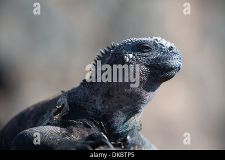 Iguana marina Amblyrhyncus christatus rettile Foto Stock