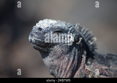 Iguana marina Amblyrhyncus christatus rettile Foto Stock