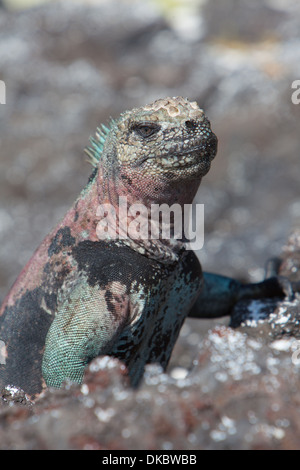 Iguana marina Amblyrhyncus christatus rettile Foto Stock