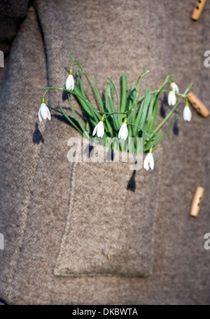 Snowdrop (Galanthus nivalis) in una tasca di una giacca di lana Foto Stock