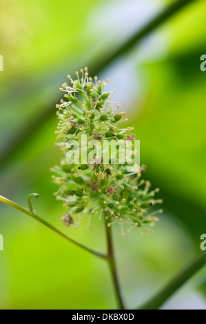 Vino(Vitis vinifera) in fiore Germania Europa Foto Stock