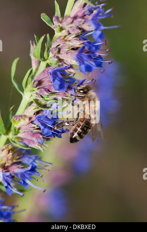 Ysop Hyssopus officinalis in fiore e miele delle api Apis mellifera Foto Stock