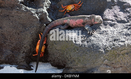 Iguana marina Amblyrhyncus christatus rettile Foto Stock