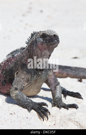 Iguana marina Amblyrhyncus christatus rettile Foto Stock