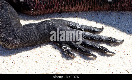 Iguana marina Amblyrhyncus christatus rettile Foto Stock