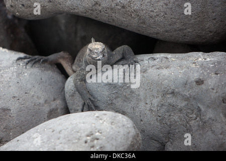 Iguana marina Amblyrhyncus christatus rettile Foto Stock