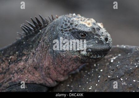 Iguana marina Amblyrhyncus christatus rettile Foto Stock