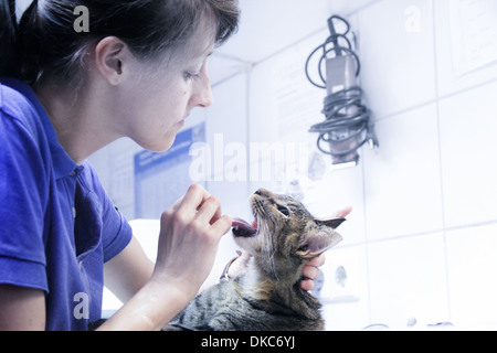 Vet trattare il gatto domestico, guardando in bocca Foto Stock