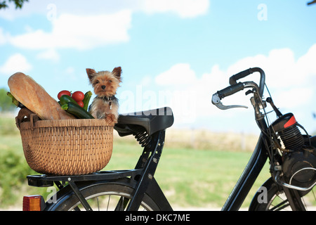 Cane e le verdure nel cestello della bicicletta elettrica Foto Stock