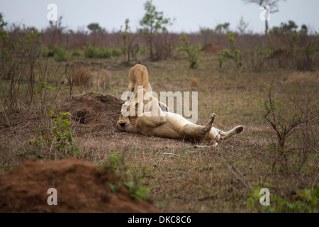 Due leonesse a giocare nella parte inferiore Sabie area del Parco Nazionale di Kruger, Sud Africa Foto Stock