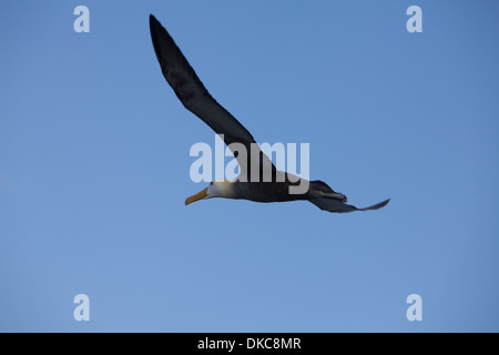 Sventolato Albatros Diomedea irrorata fauna animale Foto Stock