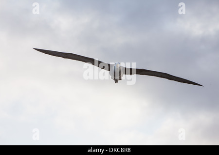 Sventolato Albatros Diomedea irrorata fauna animale Foto Stock