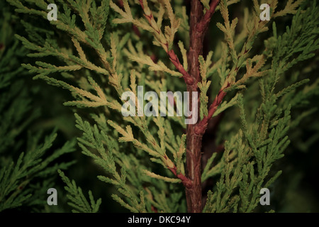 Il tronco e i rami di Thuja decorative close-up Foto Stock