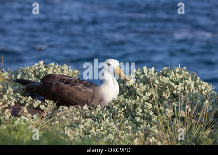 Sventolato Albatros Diomedea irrorata nido di nesting Foto Stock