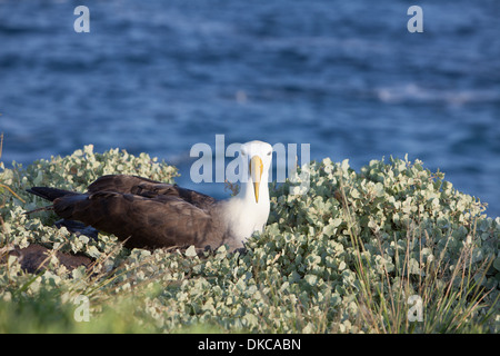 Sventolato Albatros Diomedea irrorata nido di nesting Foto Stock