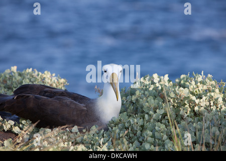 Sventolato Albatros Diomedea irrorata nido di nesting Foto Stock