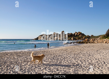 Cane che corre sulla spiaggia di Llandudno, Città del Capo Foto Stock