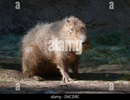 Capibara il più grande del mondo di roditore relative a cavie Foto Stock