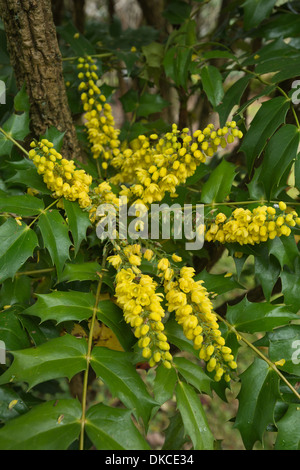 Giallo fragrante fioritura Mahonia un arbusto sempreverde nella nebbia dolce con sole invernale Foto Stock