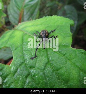 Snout Beetle Hylobius Abietis Foto Stock