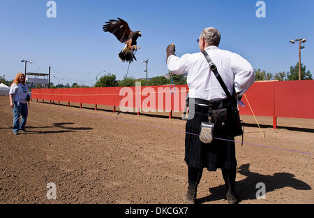 Ottobre 21, 2011 - Portland, California, Stati Uniti d'America - un falco vola al braccio del trainer Rick Holderman durante una dimostrazione di falconeria al quinto Torneo annuale di Phoenix giostra a Portland Rodeo motivi. Sancita dal Royal Armouries, il più antico museo in Inghilterra e convenzionati con l'International giostre League, il Torneo di Phoenix attrae altamente qualificati Foto Stock