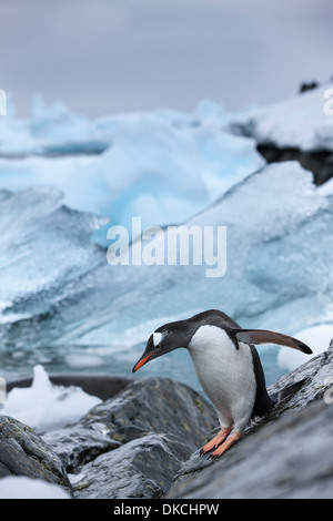 L'Antartide, pinguini di Gentoo (Pygoscelis papua) Foto Stock