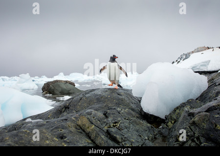 L'Antartide, de Cuverville Island, pinguino Gentoo (Pygoscelis papua) passeggiate sulla spiaggia rocciosa lungo il litorale rivestita con gli iceberg Foto Stock