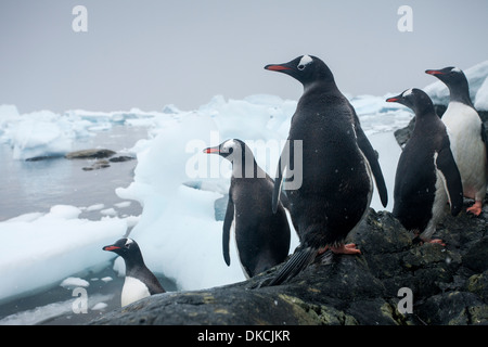 L'Antartide, pinguini di Gentoo (Pygoscelis papua) in piedi lungo iceberg-riempito bay su de Cuverville Island in tempesta di neve Foto Stock