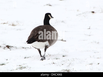 Canada Goose (Branta canadensis) a piedi dalla telecamera in impostazione di neve Foto Stock