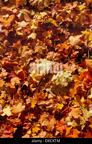 Maple tree leaves changing colours in Autumn. New England, USA. Foto Stock