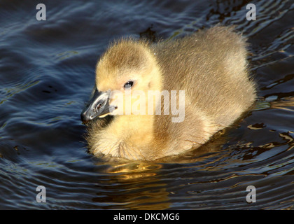 Close-up di un teenager Canada Goose (Branta canadensis) nuoto Foto Stock