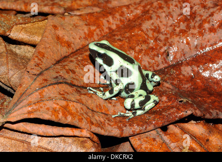 Verde e marrone freccia velenosa (rane Dendrobates auratus) verde e nero dart di veleno rana verde e nero freccia velenosa, di rana Foto Stock